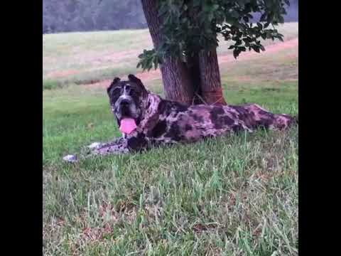 north american mastiff merle