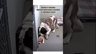 Zaskakujący moment w schronisku dla psów‼️
