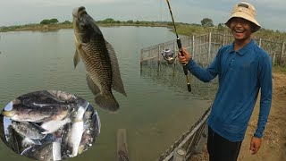 Amazing! Fishing for Tilapia in a Pond with Non-Stop Strikes - The Right Bait