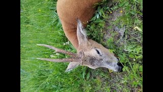 Romania Roe buck 292 yards