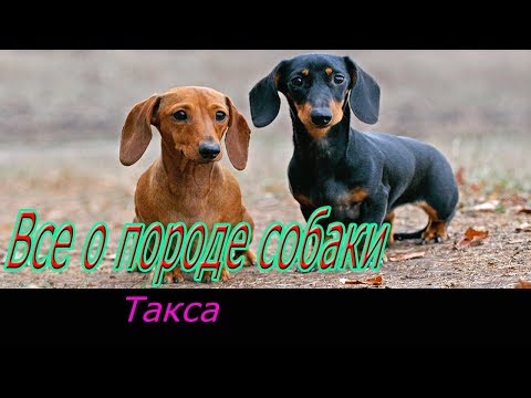 Такса описание породы!