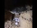 Черепаха откладывает яйца