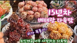 15년차  다육 마니아님의 다육이 구경합니다. 진짜 색감이 환상적이고요~ 잎꽂이 장인이세요~ 아직도 잎꽂이를 버리지 못하고 거둬두시는 마음~ ^^