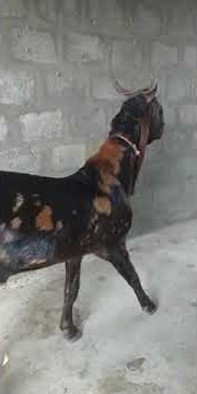 Pure Ajrak Kamori Breeder