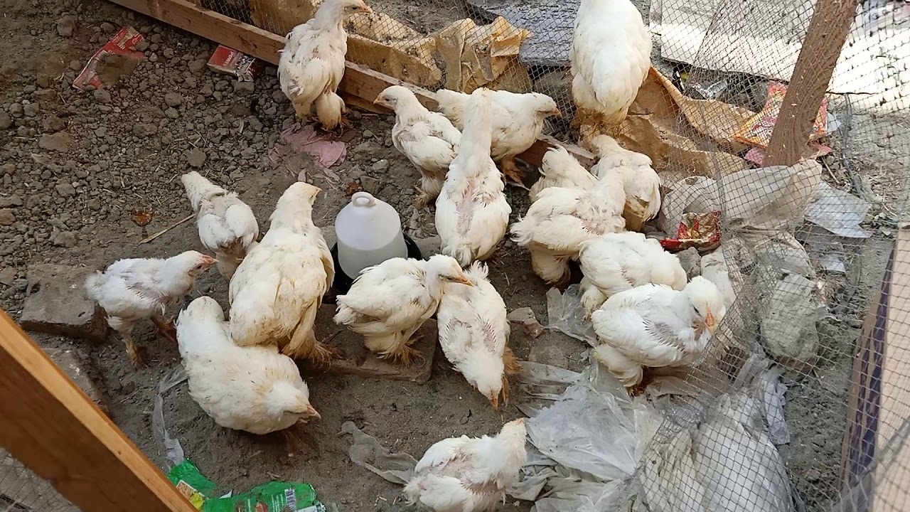 White heavy Cochin buff chicks 03336440802