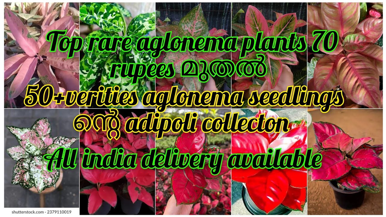 70 rupa മുതല്‍ top rare aglonema plants, 50+aglonema seedlingsnte super offer sale video, #aglonema