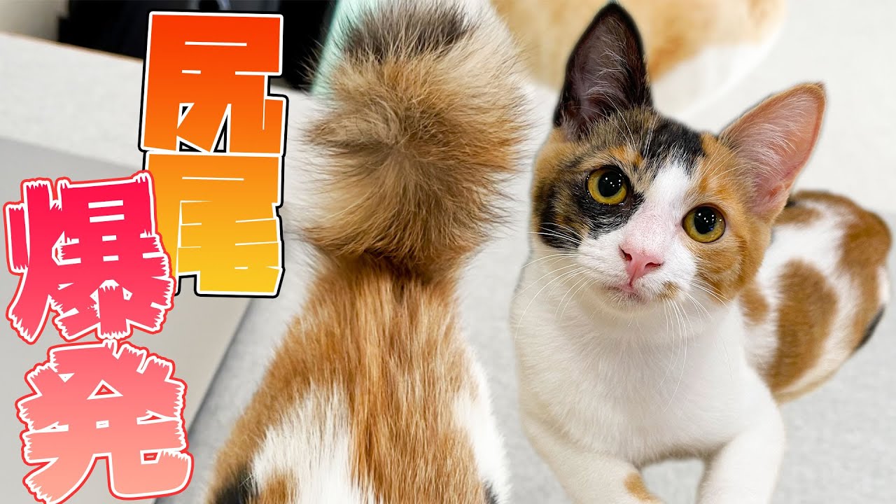 猫ちゃん　割れあり　節抜けあり　現品処分 maxresdefault.jpg