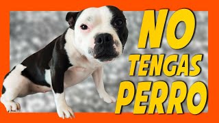 5 RAZONES PARA NO TENER PERRO (Esta es la cruda realidad)