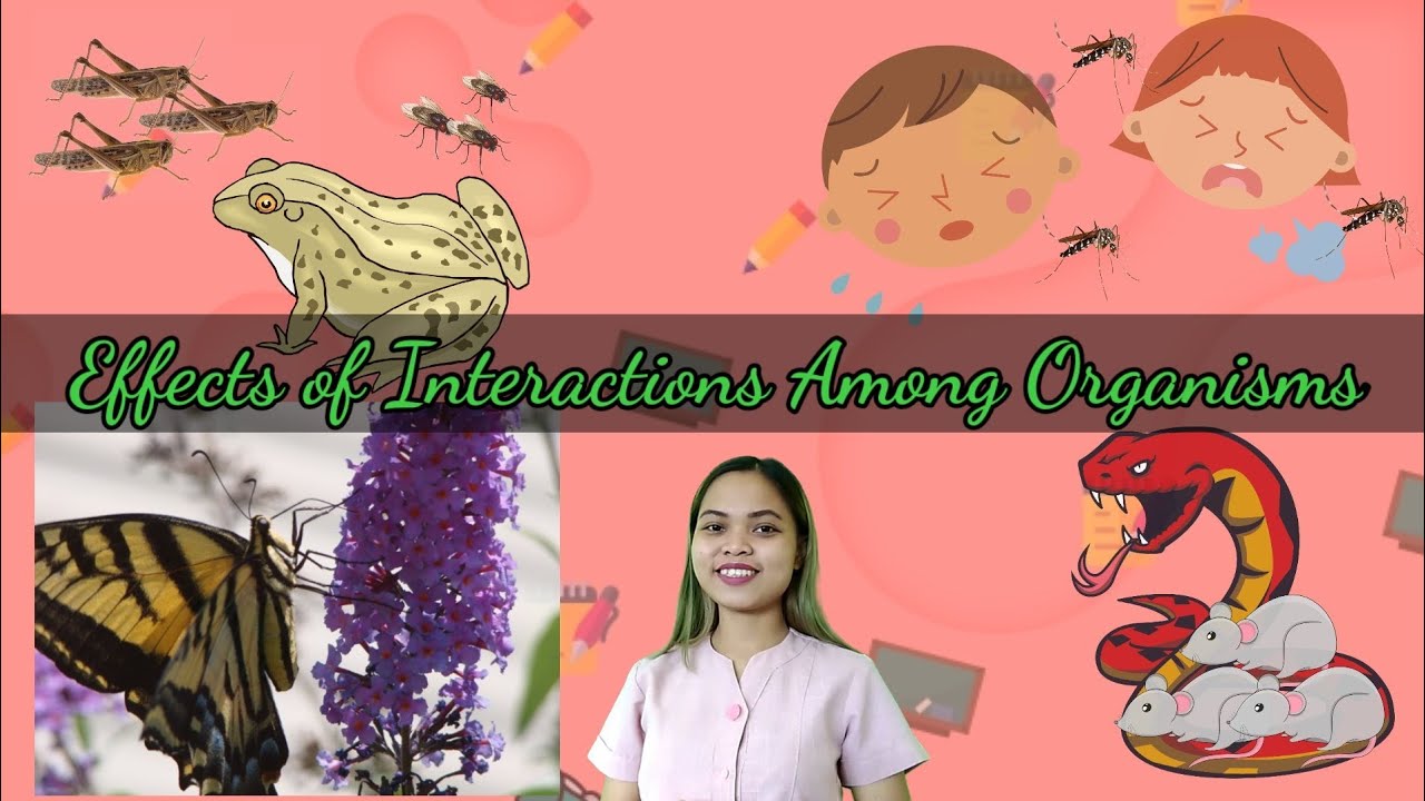 How Do The Interactions Among Organisms Affect Their Lives And Activities?
