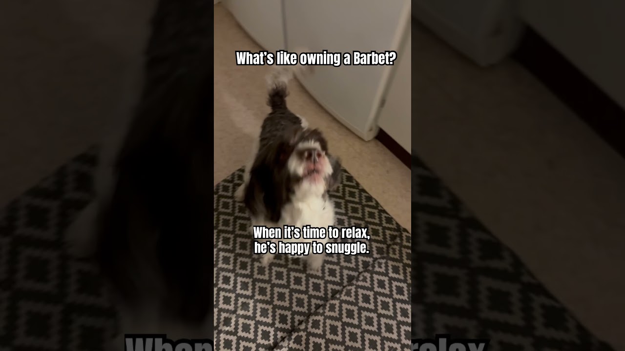 What’s it like owning a Barbet? This is my personal experience of owning a barbet. 