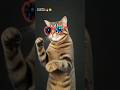 cat shorts funny memes || #shorts #viral #trending #funny #cat #sunovibe