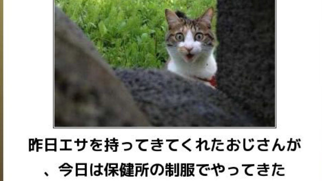 面白い動物 ボケて 爆笑 面白い動物 Youtube