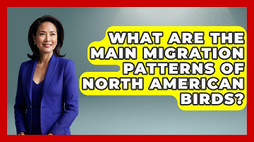 What Are the Main Migration Patterns of North American Birds? | Bird Watching Diaries