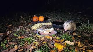 Possum Squeak screenshot 4
