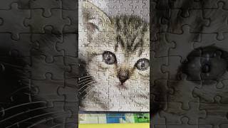 Cute 🥰 Cat The Last Piece of the Jigsaw Puzzle #cat #cats screenshot 5