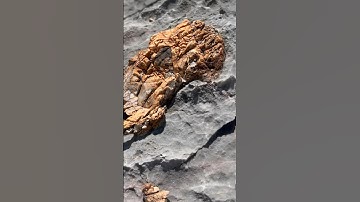 300,000,000 year old fossilized mud worms and horn corral #arizona #ancient #fossil