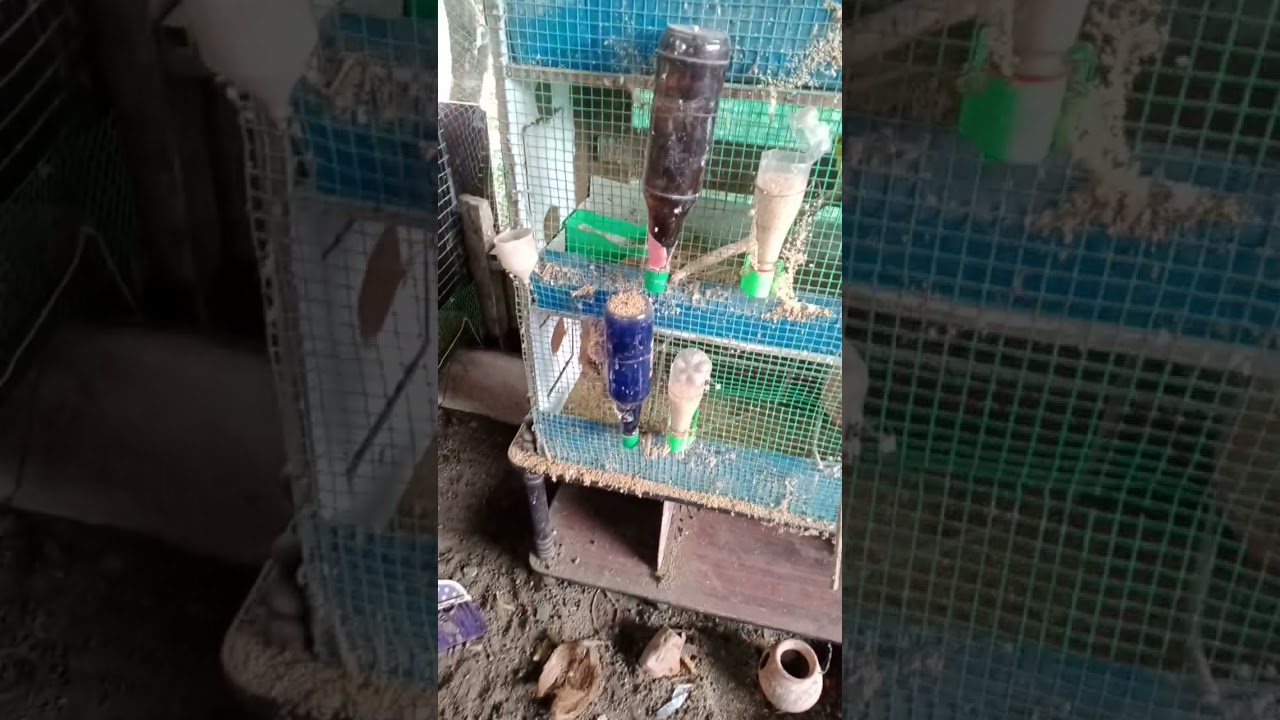 love birds budgie 

breading cage

Eranakulam edappally 

9746697265

