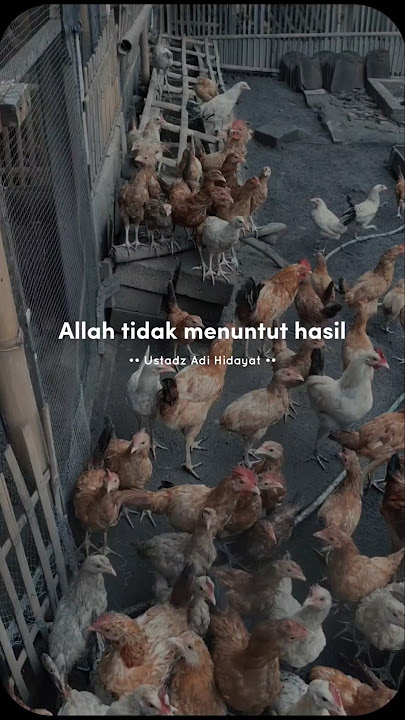 Quotes of the day, Jangan Ikut campur urusan Allah #quotes #ustadzadihidayat #chicken #fypage
