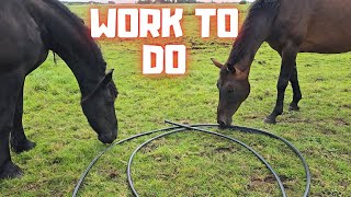 Work On The Farm The Horses Think Its Scary But They Help Me Friesian Horses