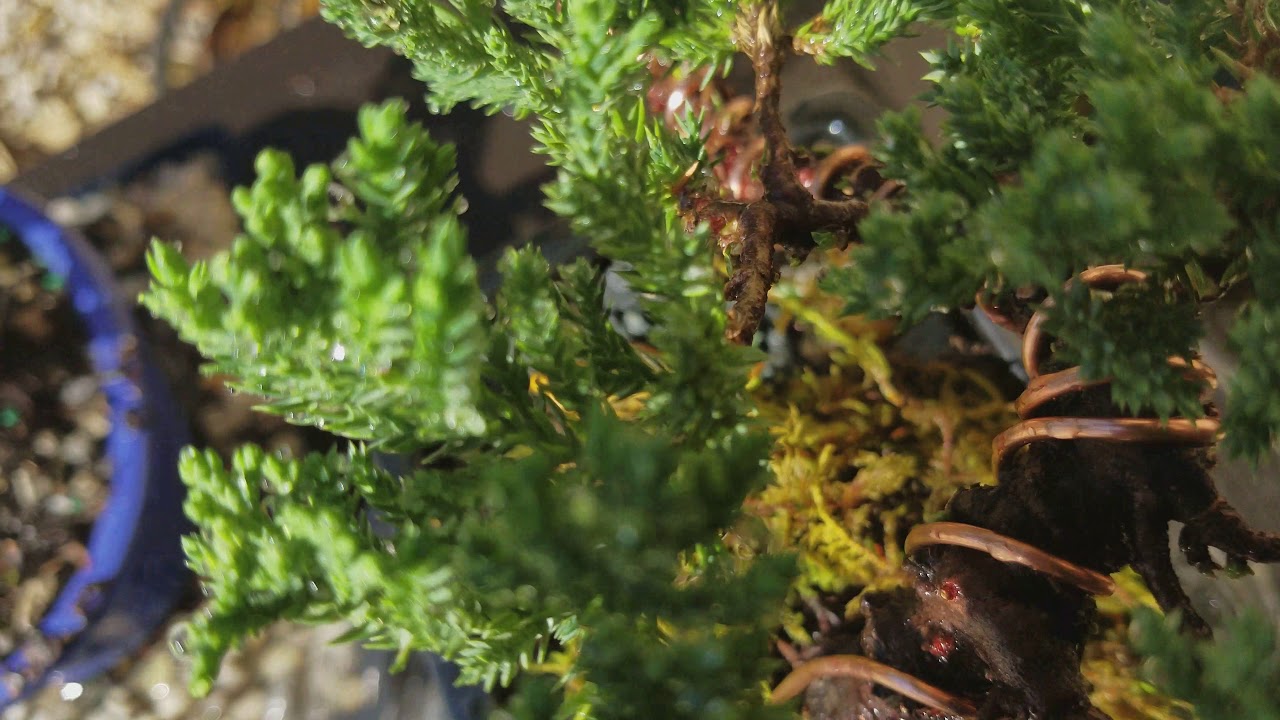 Guarda Bonsai beginner wiring and shaping of Juniper (4K) su YouTube Guarda Bonsai beginner wiring and shaping of Juniper (4K) su YouTube