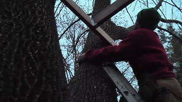 Dad and Luke Start Treehouse Construction