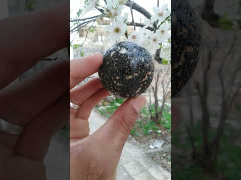 شهاب سنگ یا سنگ پا سنگ های قیمتی در ایران  شهاب سنگ