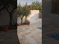 From Trash Yard to Mediterranean Oasis 😳 (Before/After) #exteriordesign #backyard #garden