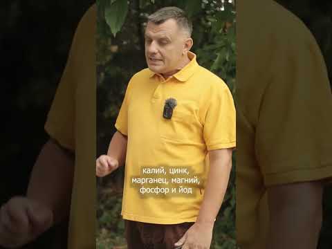 Листья ореха ОПАСНЫ Дачный агроном