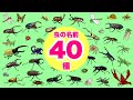 【昆虫の名前】こんちゅうのなまえ40種以上〈カブトムシ ノコギリクワガタ ザリガニ カマキリ スズメバチ トンボ〉【ひらがな 幼児向け 子ども向け】 日本語 Hiragana bug Japanese