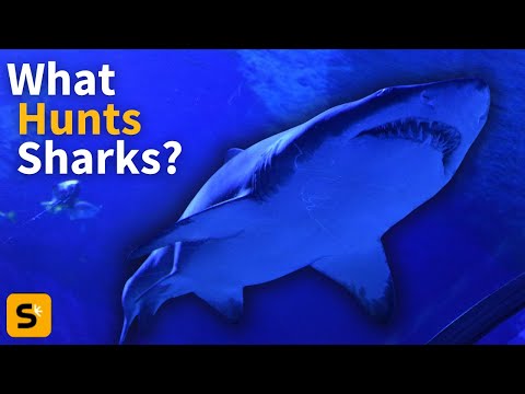 Great White Sharks Were Scared From Their Habitat by Just 2 Predators