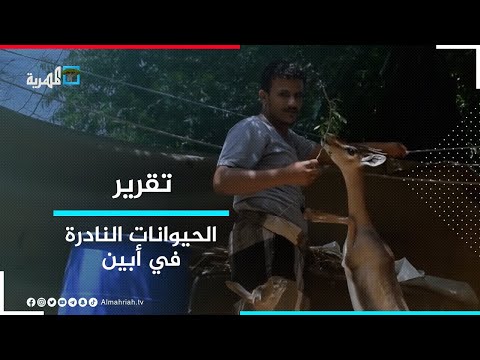 خشية اصطيادها مواطنون في أبين يلجؤون لتربية الحيوانات النادرة