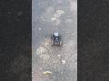 RC Truck Ki Zordar Entry