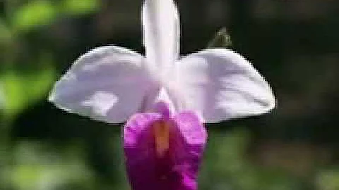 Yanni   With an Orchid   Relaxing, soothing  music.3gp