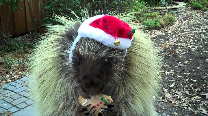 Teddy, the talking porcupine, wishes you a Merry C...