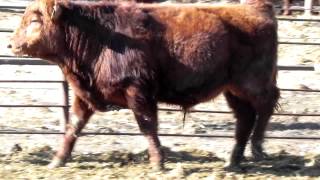 bull pictures feb 24th 2012 010