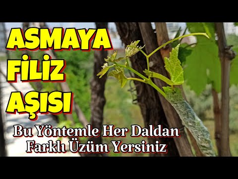 Üzüm Asmasına Filiz Aşısı Nasıl Yapılır