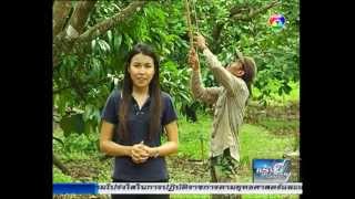 สารคดีเกษตร   วิธีฟื้นฟูต้นทุเรียน