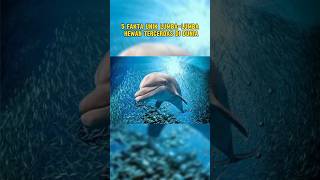 5 FAKTA UNIK LUMBA-LUMBA #fact #facts #animals #animal #world #lumbalumba #dolphin #dolphins #hewan