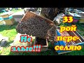 ПЕРЕСАЖИВАЮ 33 РОЙ ИЗ ЛОВУШКИ В УЛЕЙ, ПРИЗНАКИ СРЕДНЕРУССКОЙ ПЧЕЛЫ.