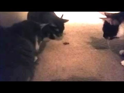 3 Cats Vs Giant Cockroach