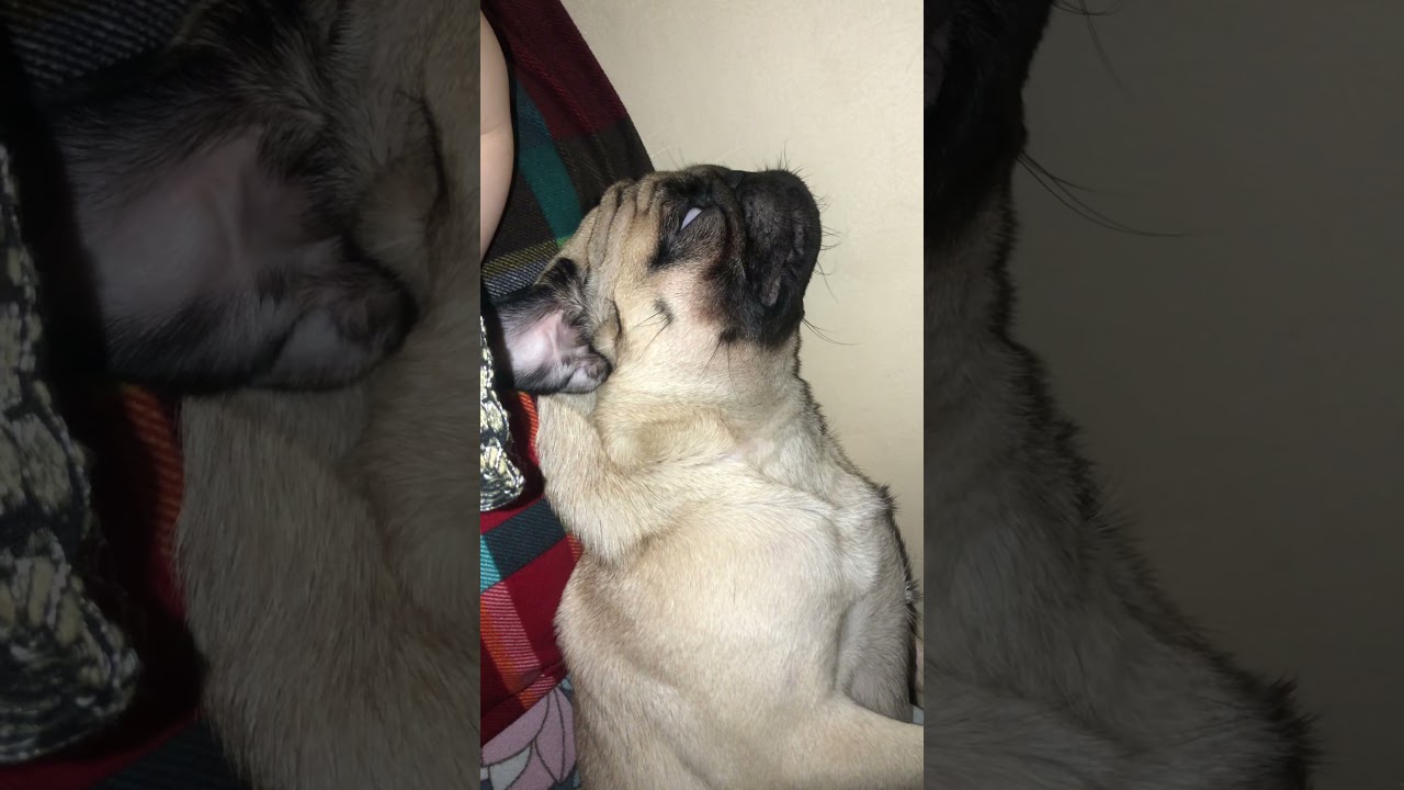 PUG SNORING 💤