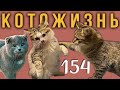 ВСЕГО ПОНЕМНОЖКУ, А ГЛАВНОЕ - КОШКИ!😻КОТОЖИЗНЬ!