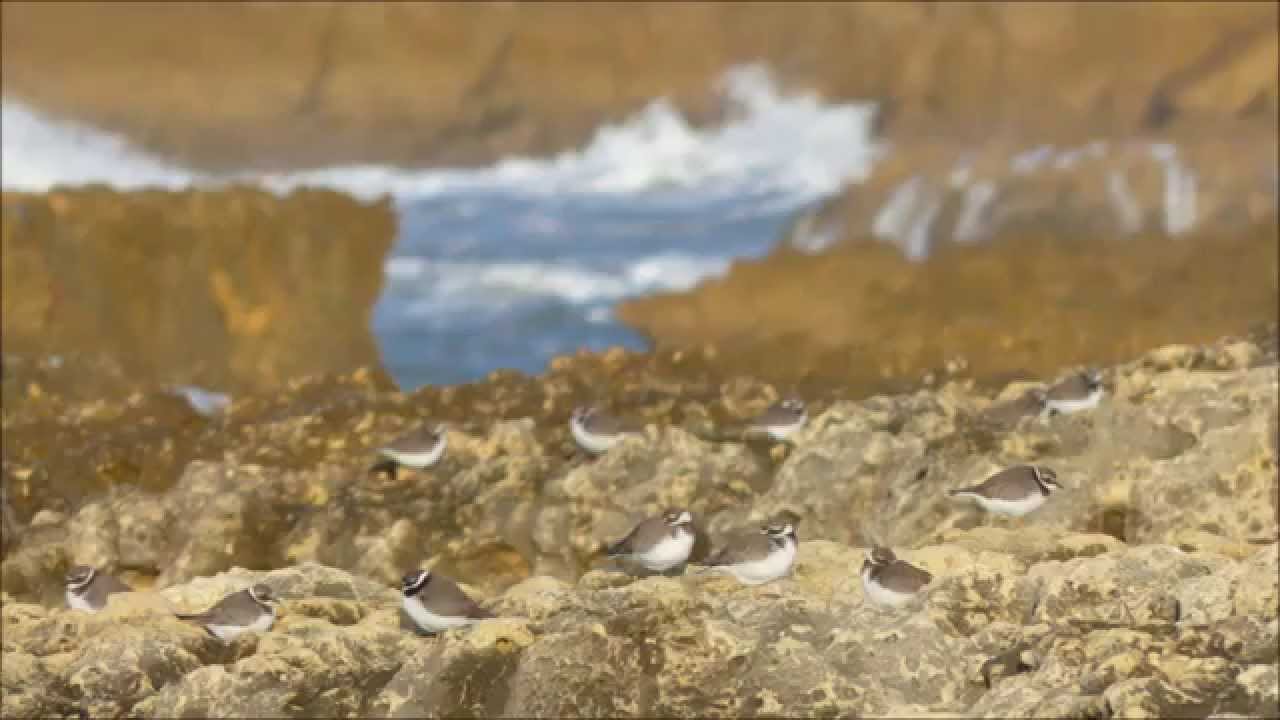 Algarve Fauna 3 (Ryan Teague "Shadow Play") Algarve Fauna 3 (Ryan Teague "Shadow Play")