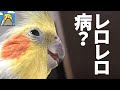舌がどうにも止められない止まらないオカメインコ