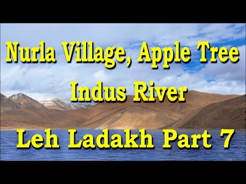 Leh Ladakh Part 7. Nurla Village, Apple Tree