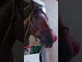 Golden Tempo, Monday edition 🌹 #horse #horseracing #kentuckyderby #goldentempo #keeneland
