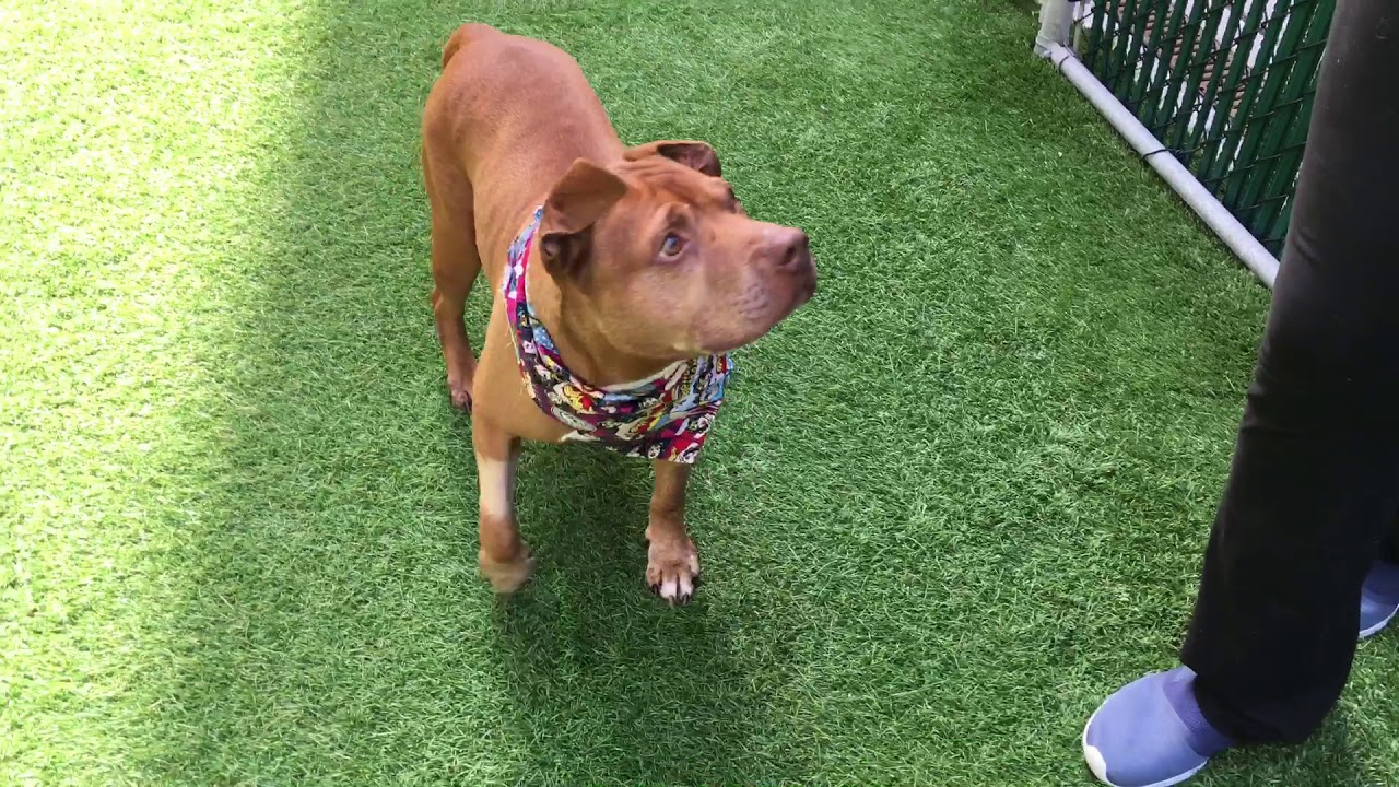 camera iphone 8 plus apk Caramel 56466 loves treats and company NYCACC