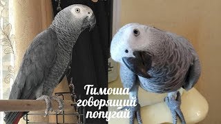 Timosha is a talking parrot, a breed of Jaco. Compilation video #2