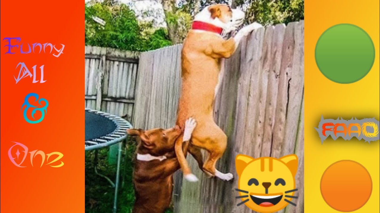 Try not to laughCutest animals doing funny thing 😂 p_1 Funny_all_and_one YouTube