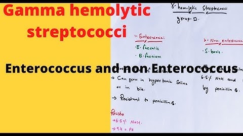 Gamma hemolytic streptococci./Gram positive cocci.